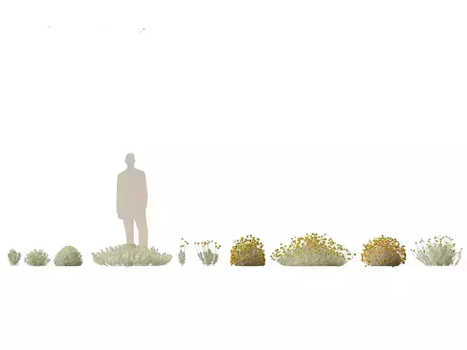 Santolina chamaecyparissus - Cotton Lavender