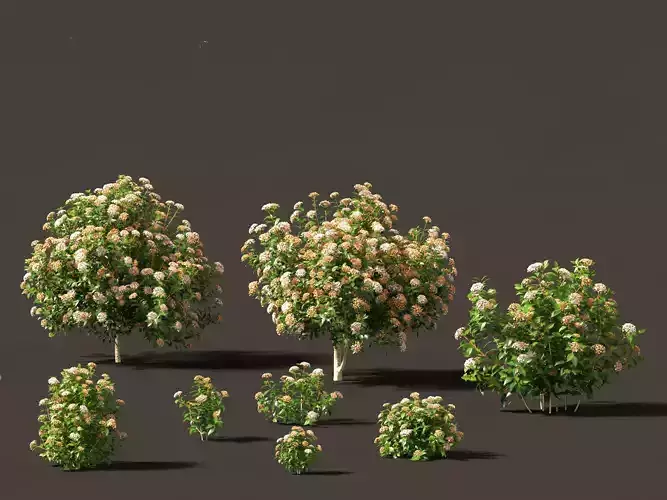 viburnum tinus - laurustinus