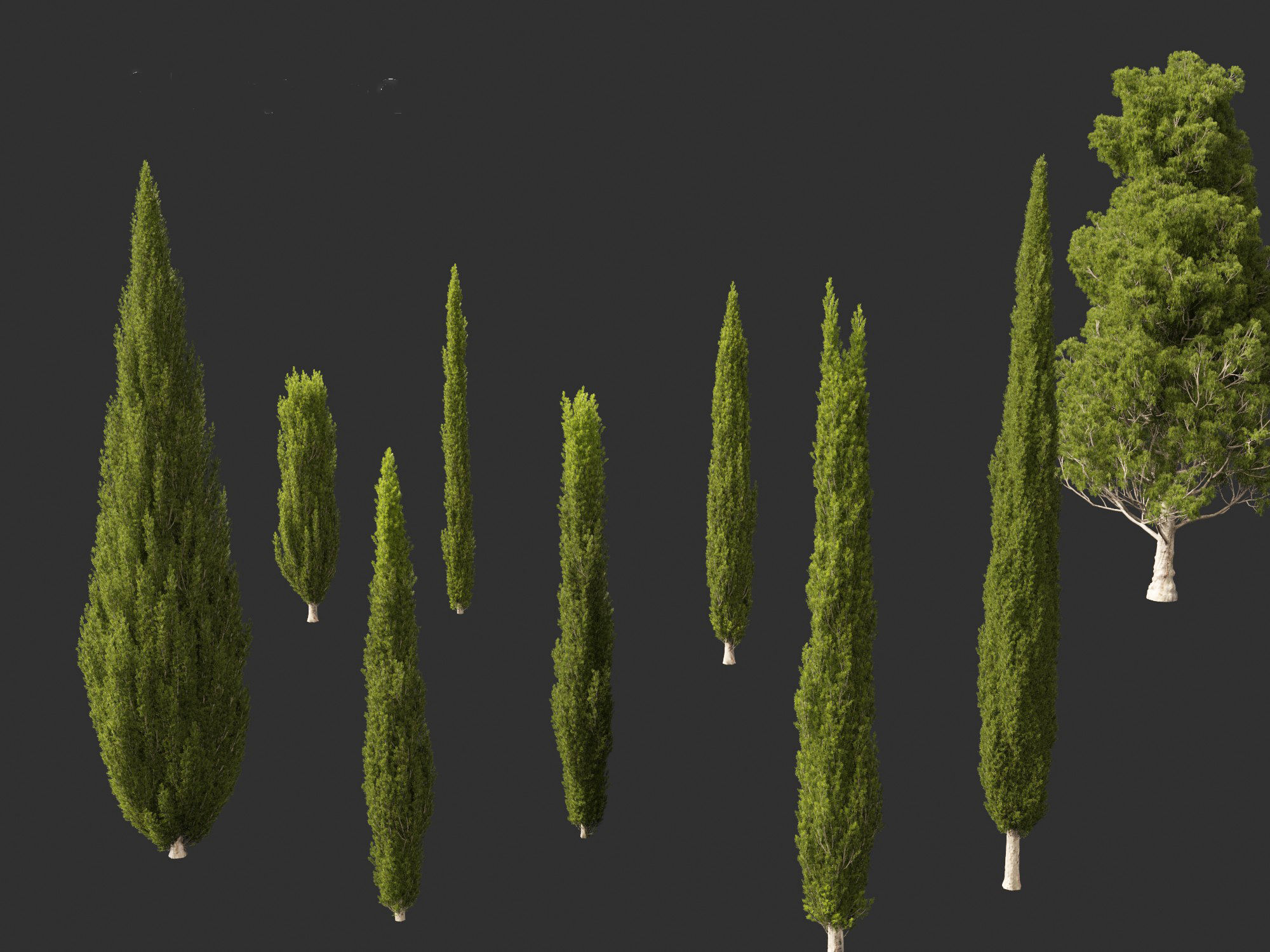 Cupressus sempervirens - Italian cypress 3D model_7