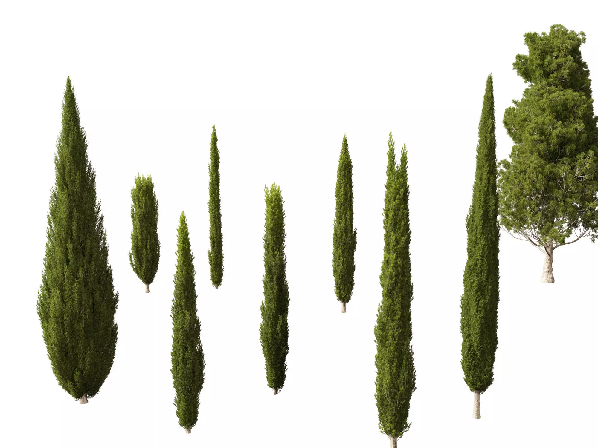 Cupressus sempervirens - Italian cypress 3D model_0