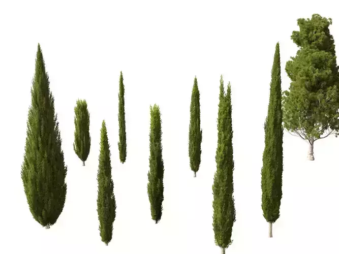 Cupressus sempervirens - Italian cypress