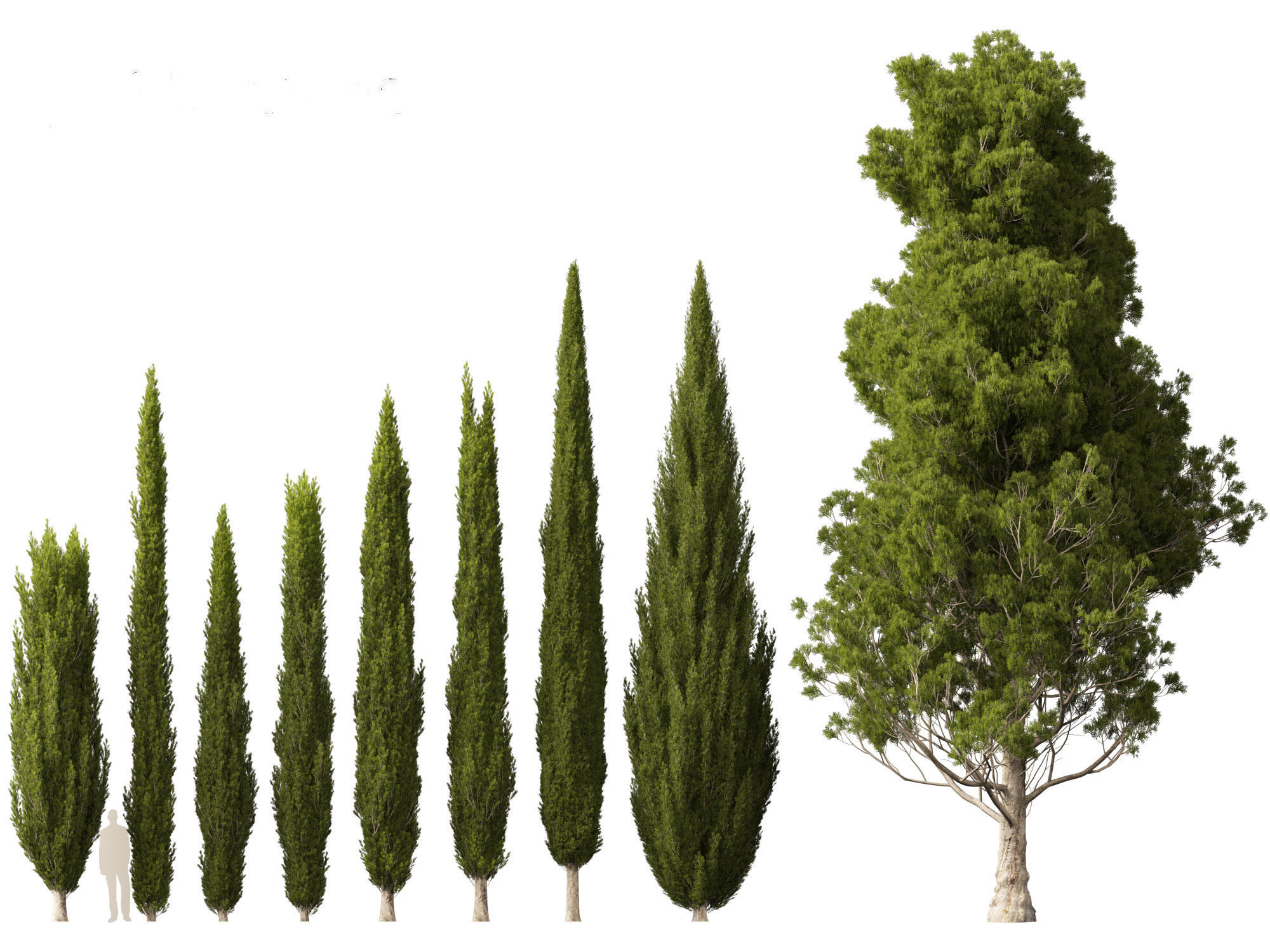 Cupressus sempervirens - Italian cypress 3D model_1
