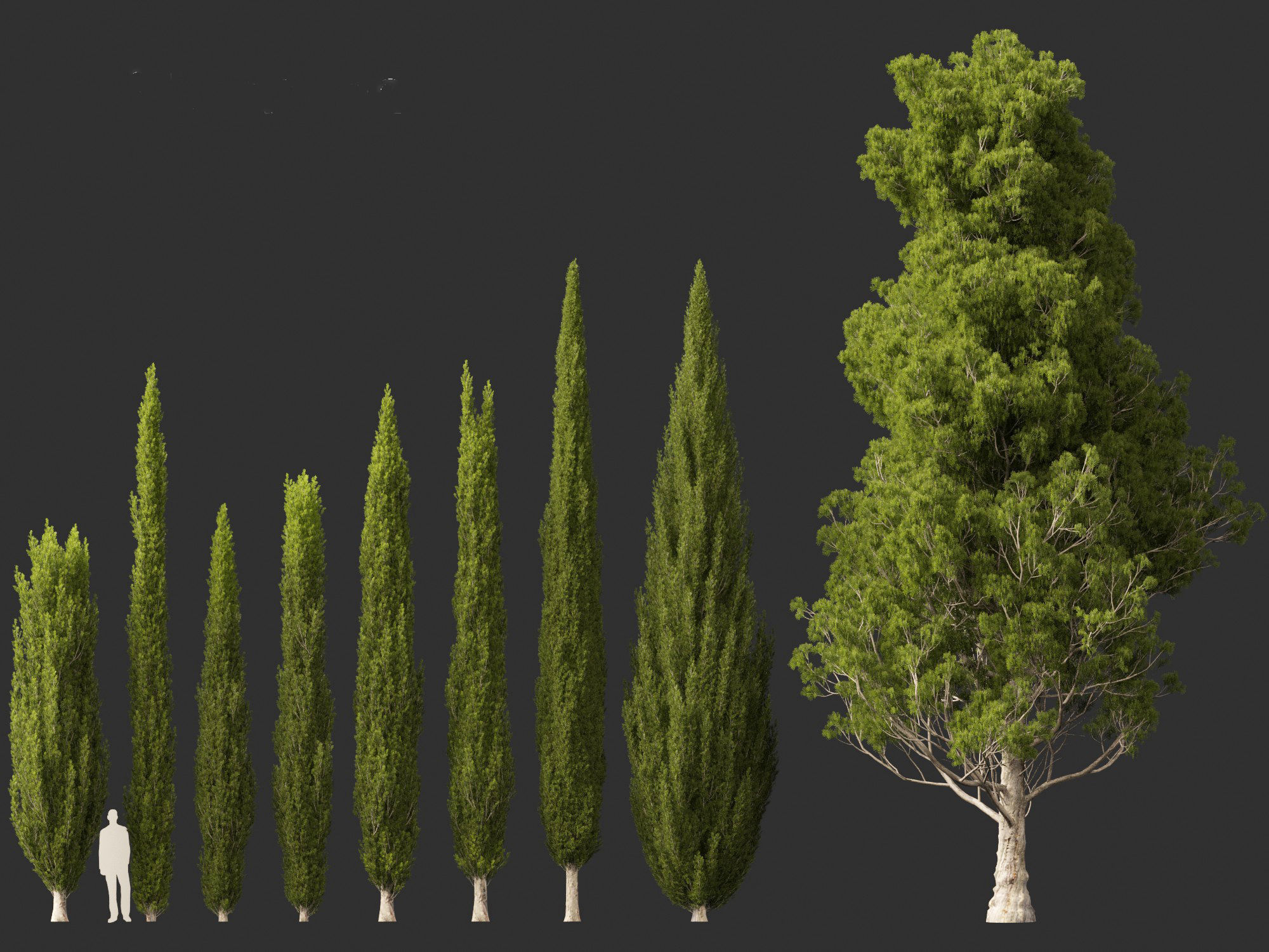 Cupressus sempervirens - Italian cypress 3D model_2