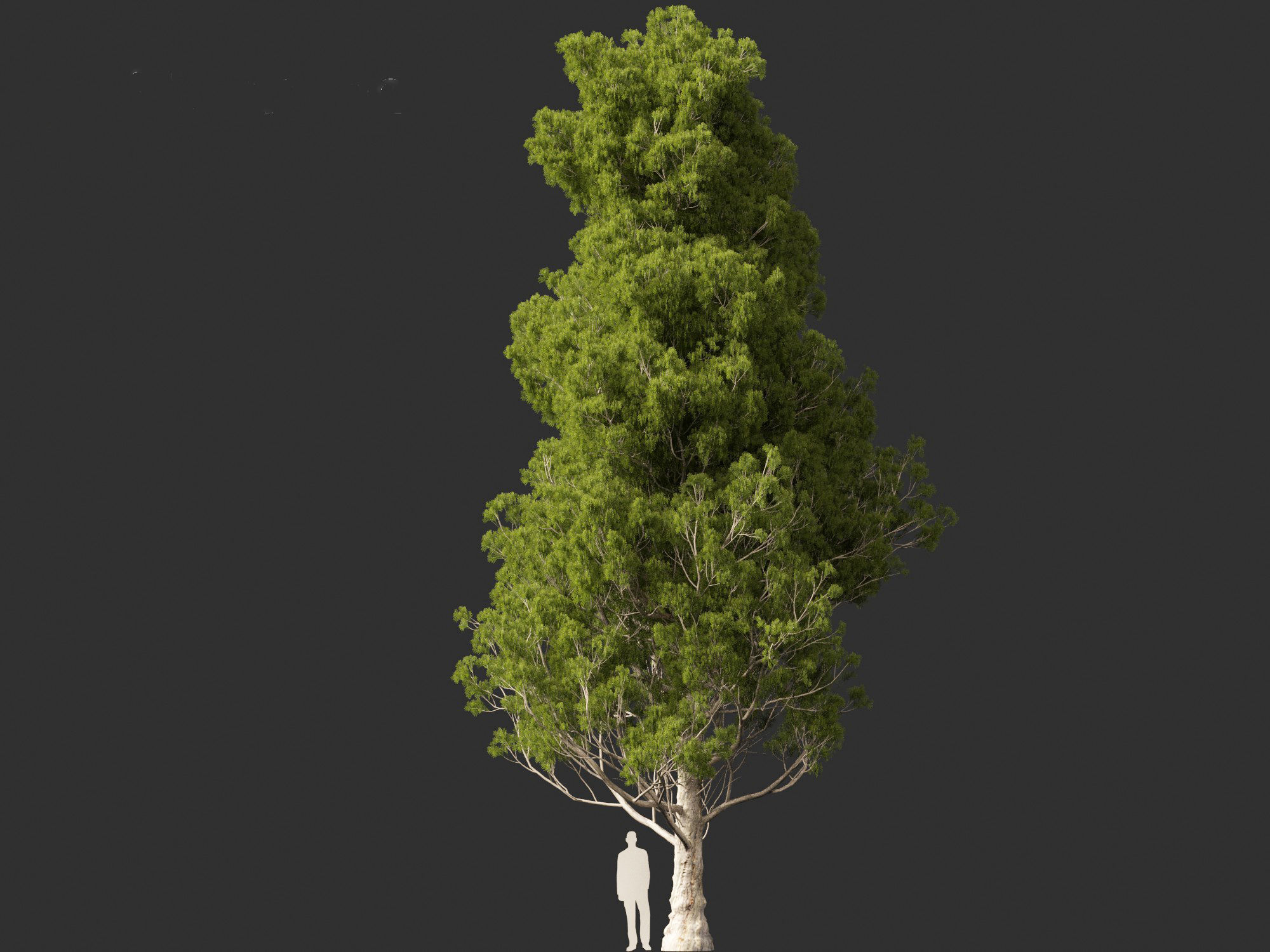 Cupressus sempervirens - Italian cypress 3D model_6