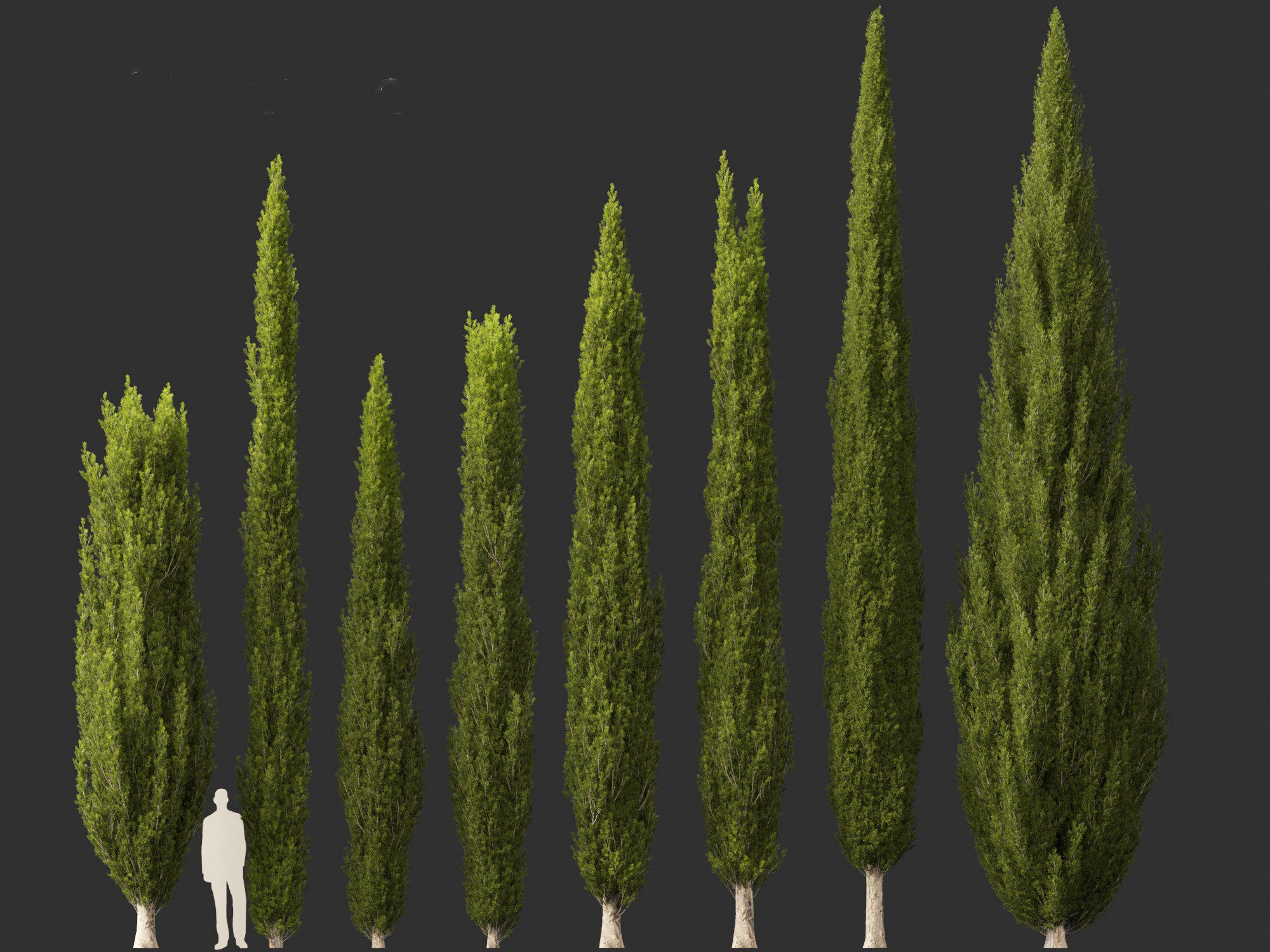 Cupressus sempervirens - Italian cypress 3D model_4