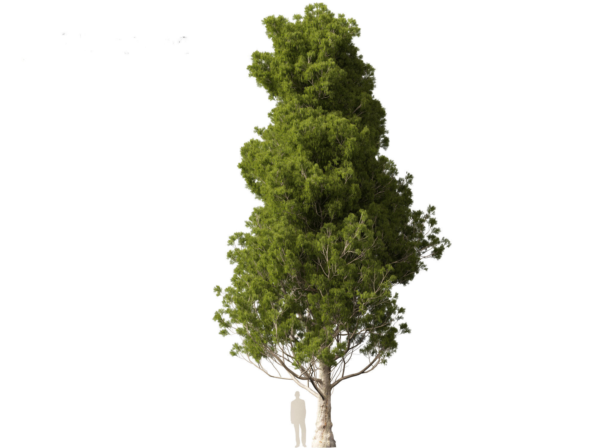 Cupressus sempervirens - Italian cypress 3D model_5