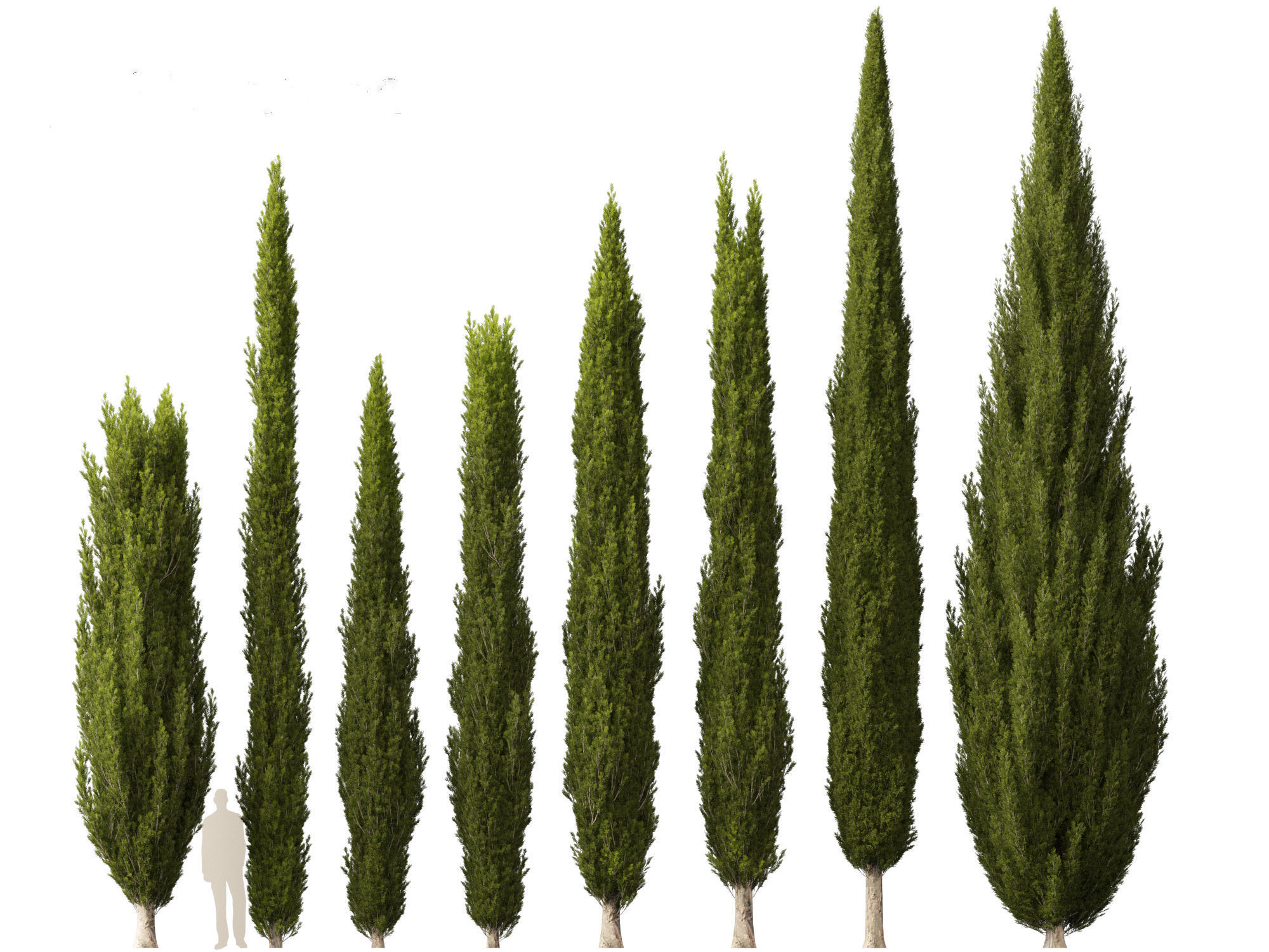 Cupressus sempervirens - Italian cypress 3D model_3