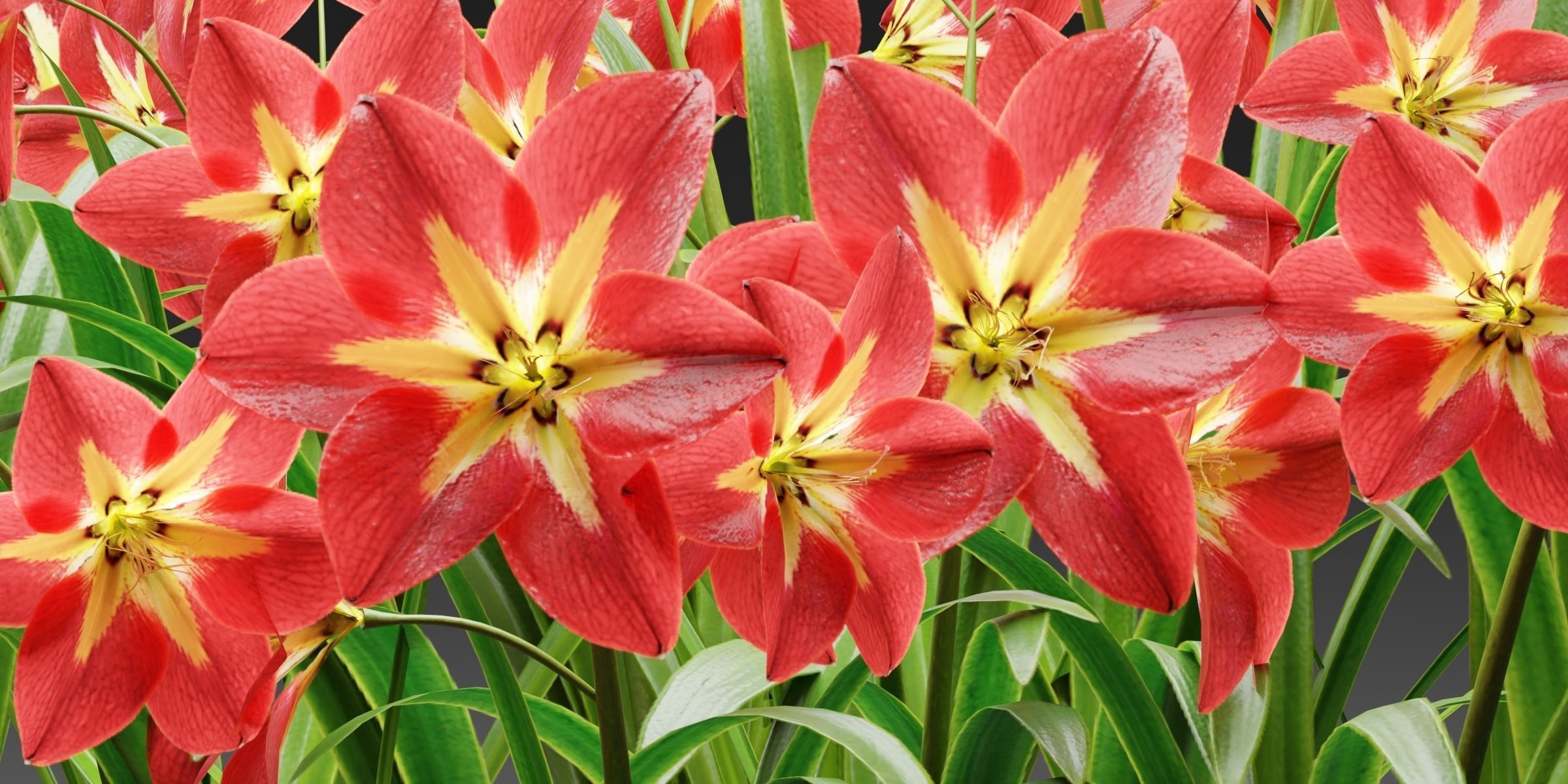 Amaryllis flowers vol 128-Blender 3D model_1