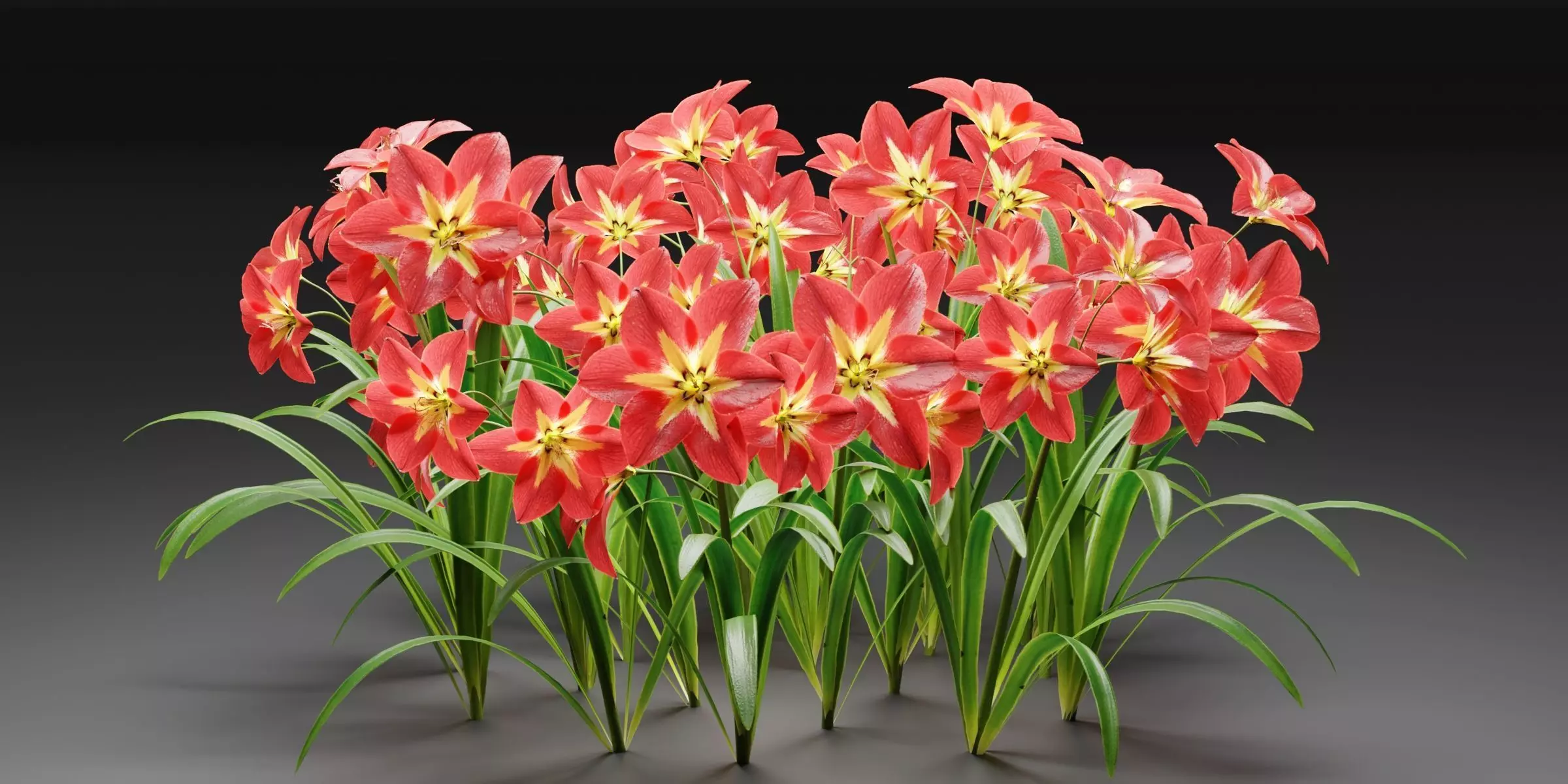 Amaryllis flowers vol 128-Blender 3D model_0
