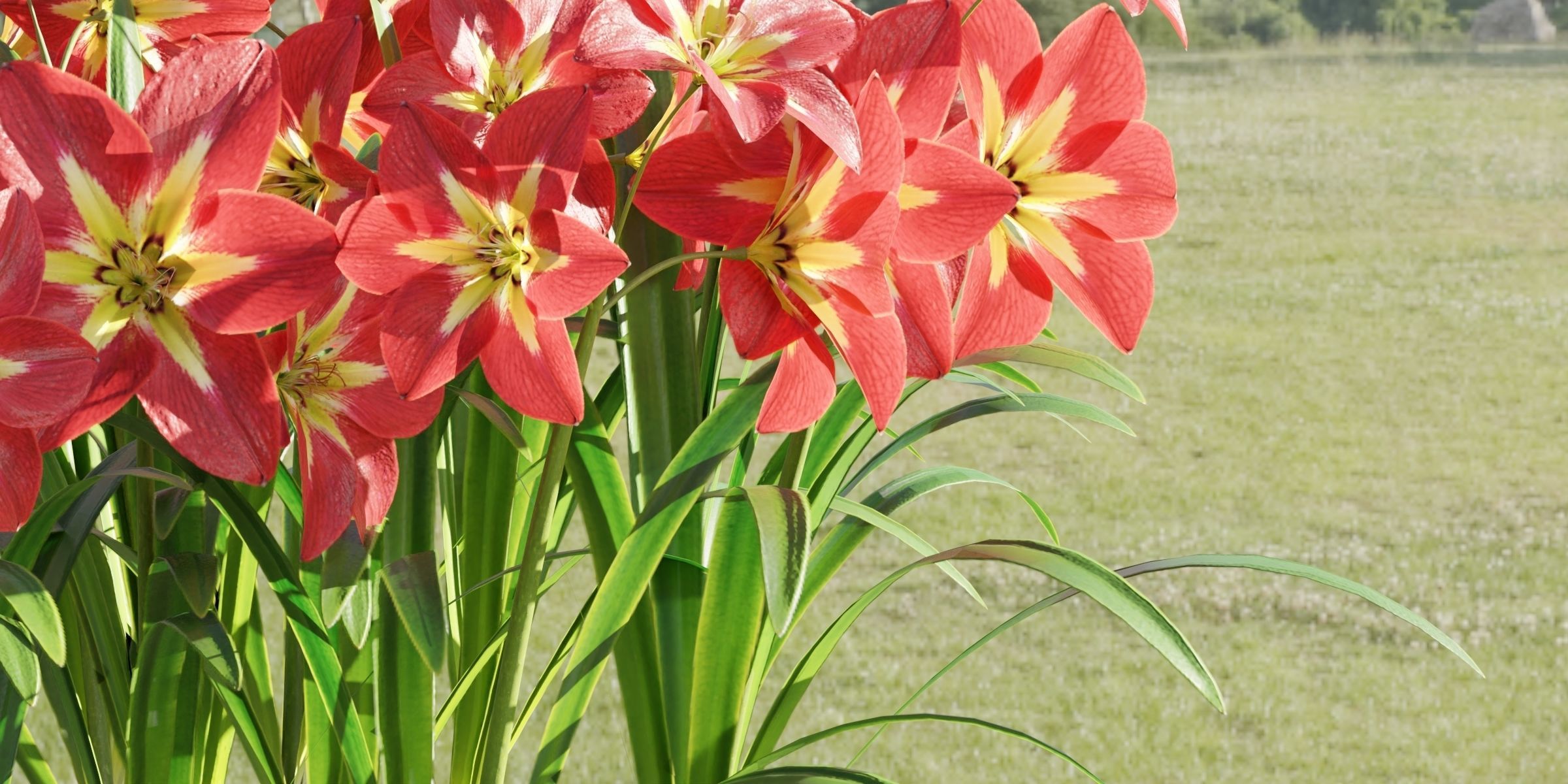 Amaryllis flowers vol 128-Blender 3D model_2