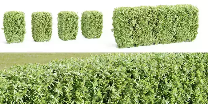 Laurel Hedging Bushes collection vol 129-Blender 3D model