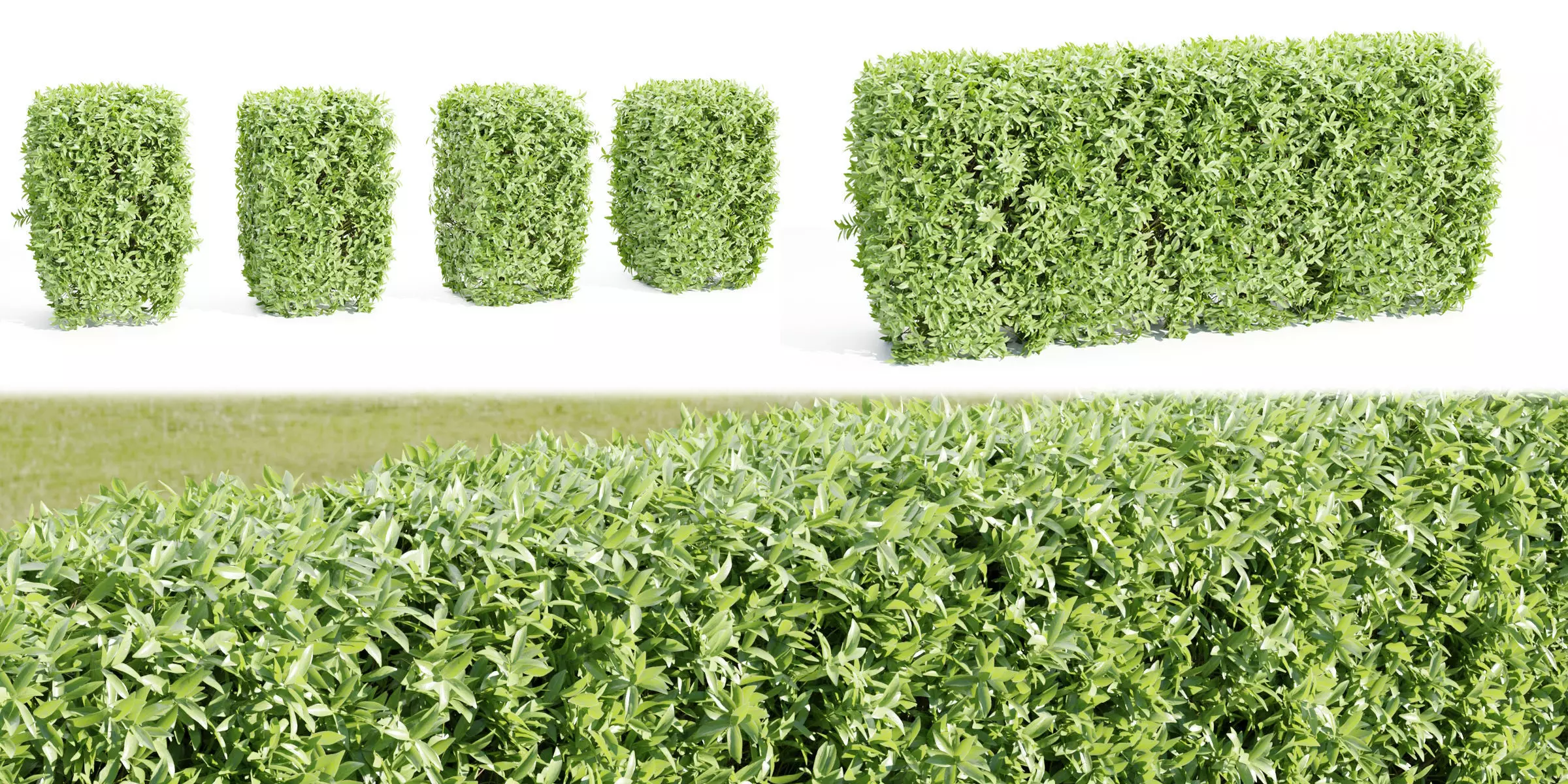 Laurel Hedging Bushes collection vol 129-Blender 3D model_0