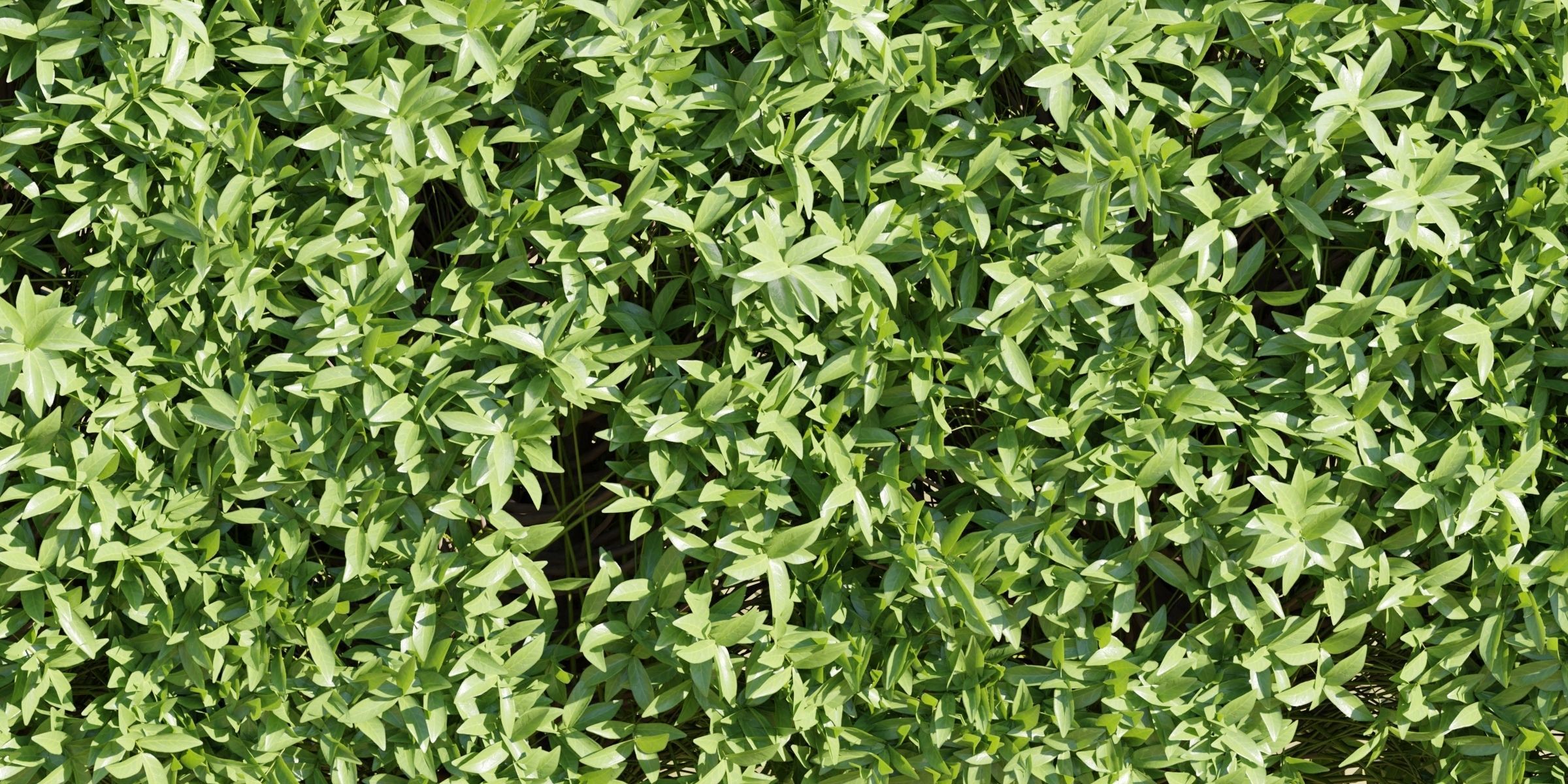 Laurel Hedging Bushes collection vol 129-Blender 3D model_3