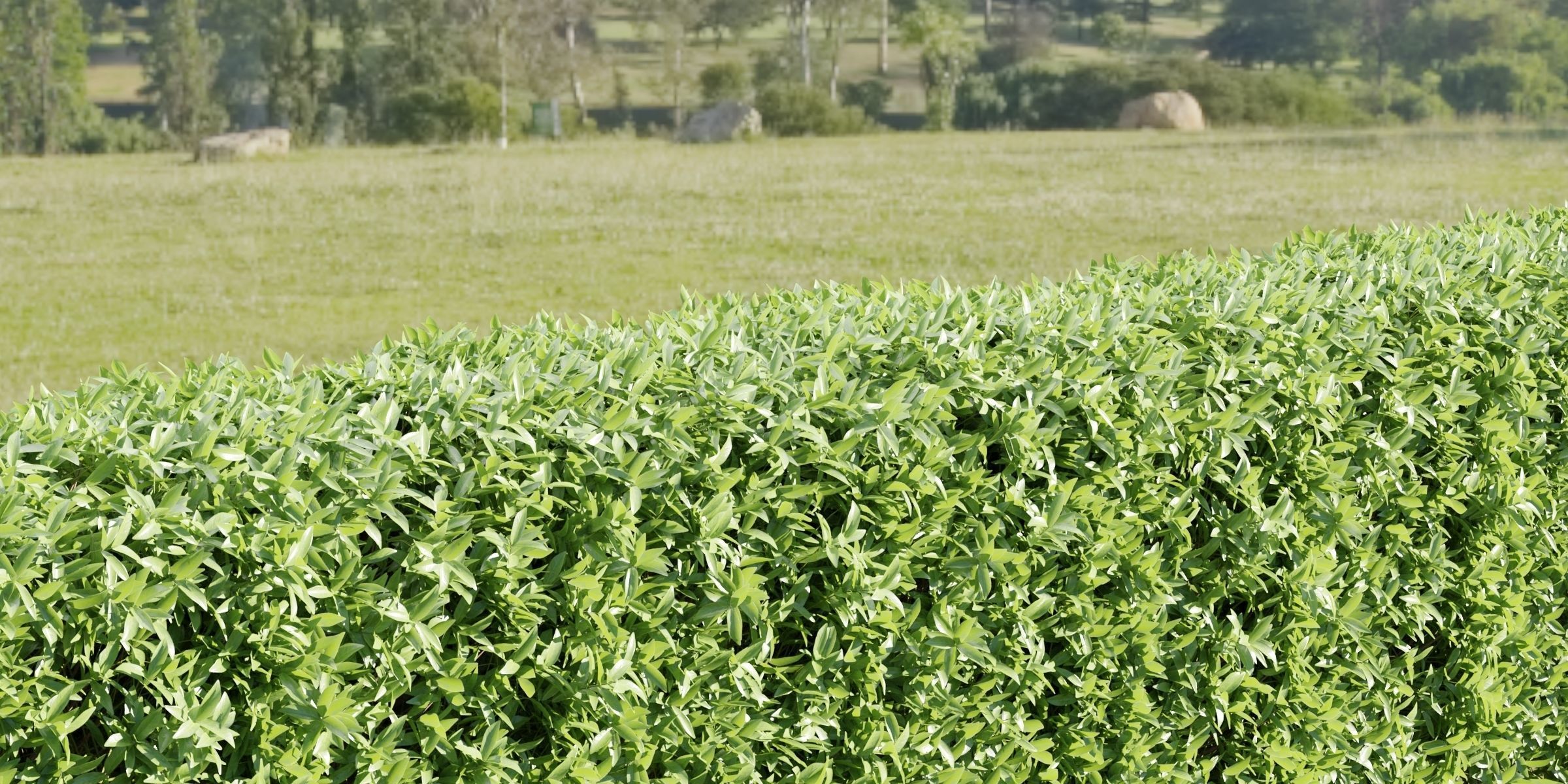 Laurel Hedging Bushes collection vol 129-Blender 3D model_4