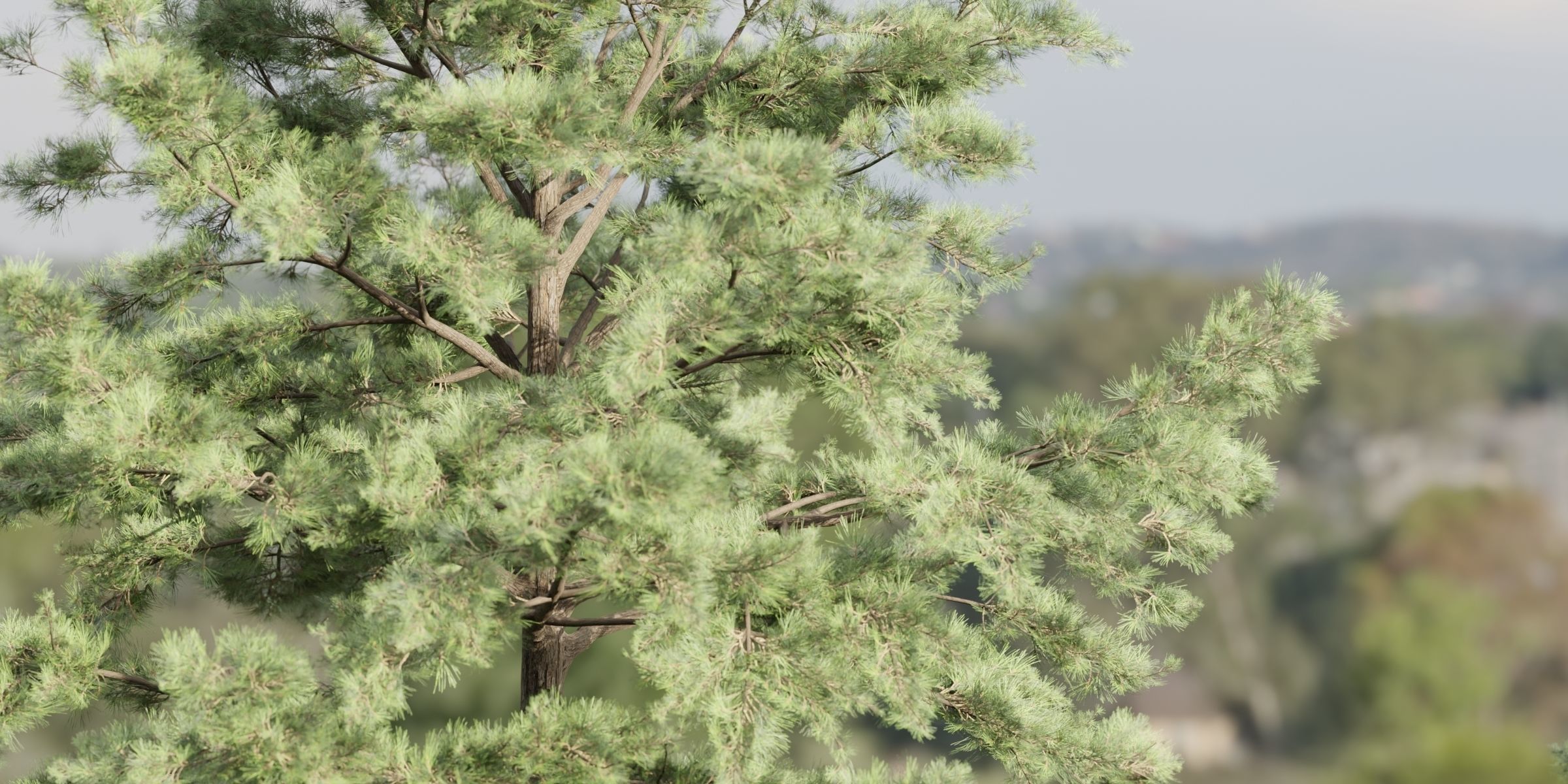 Conifer trees collection vol 130-Blender 3D model_1