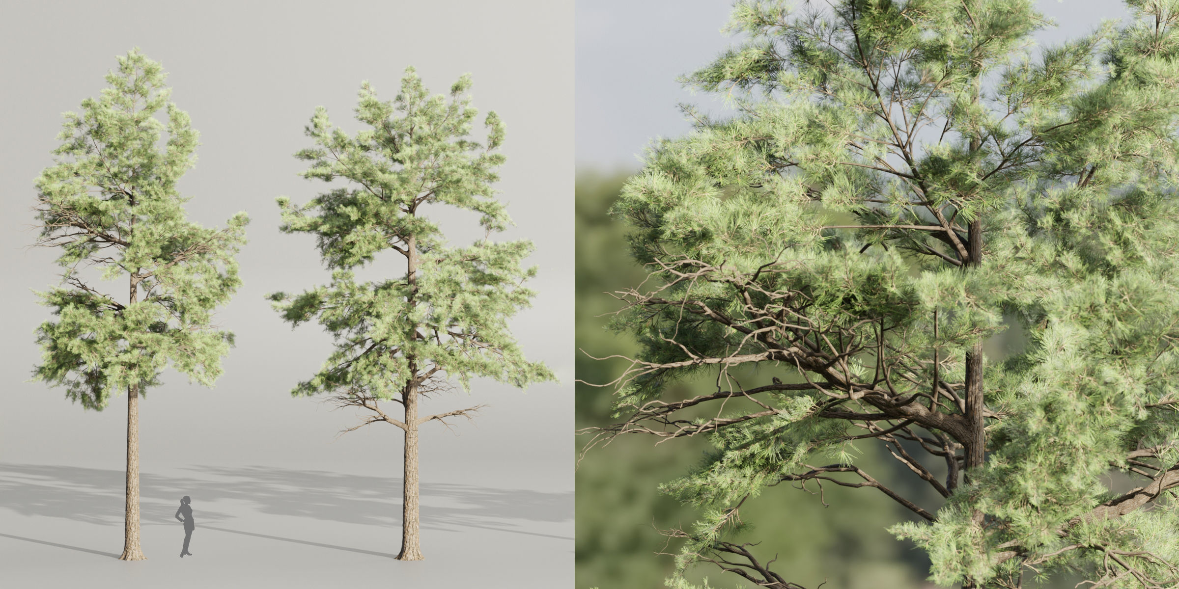 Conifer trees collection vol 130-Blender 3D model_6