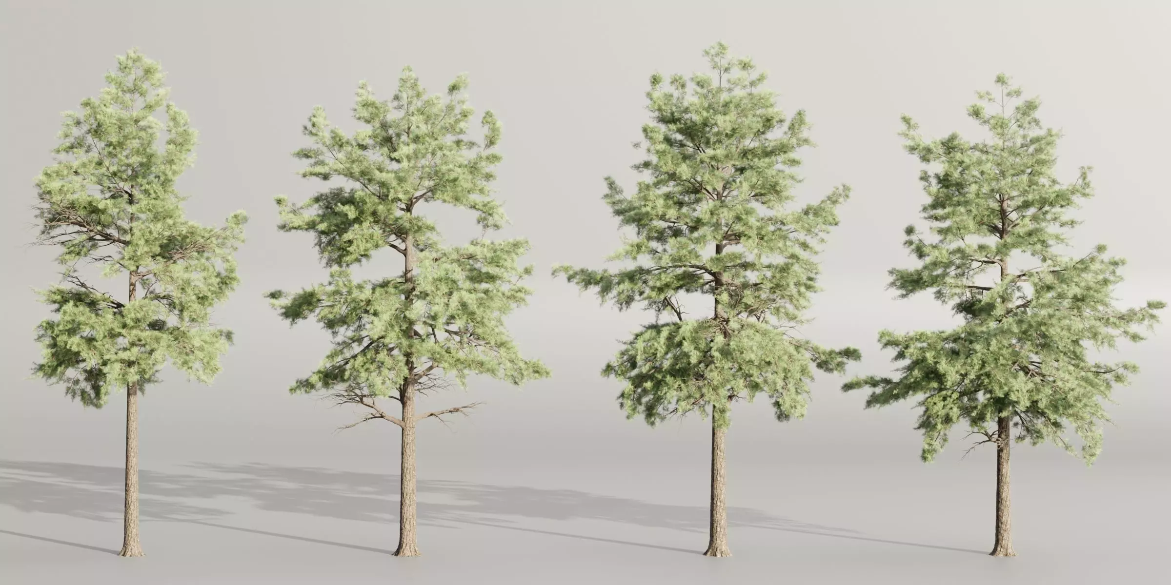 Conifer trees collection vol 130-Blender 3D model_0