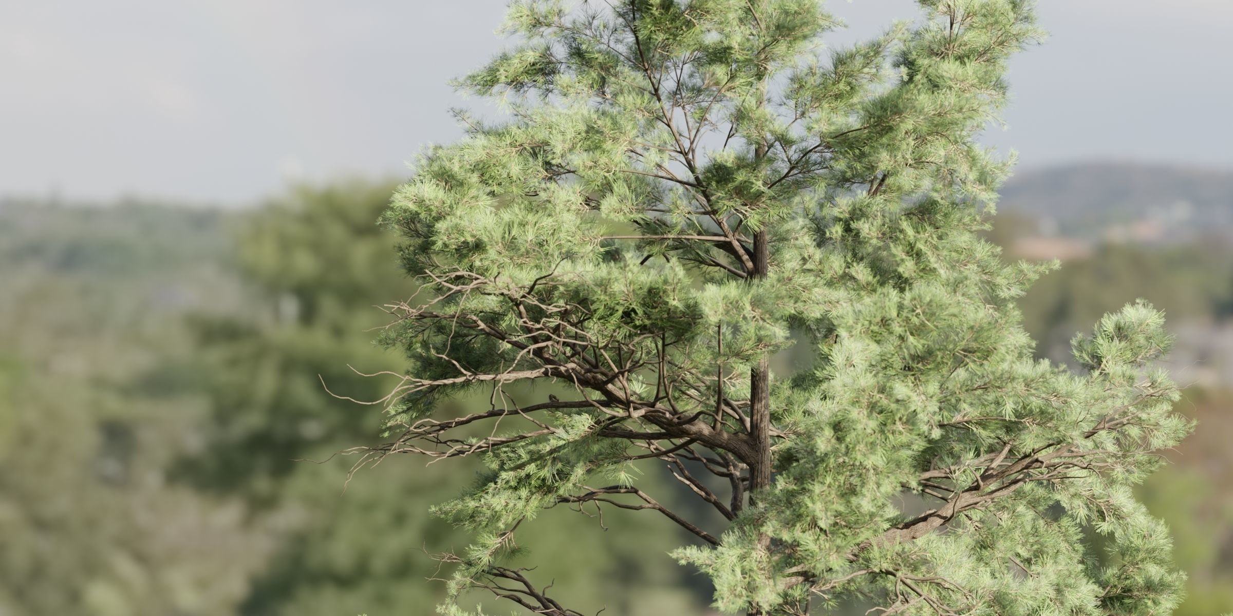 Conifer trees collection vol 130-Blender 3D model_2