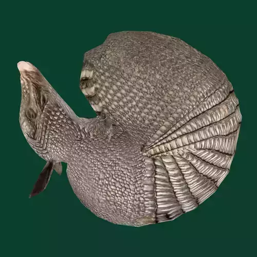 Armadillos Animal