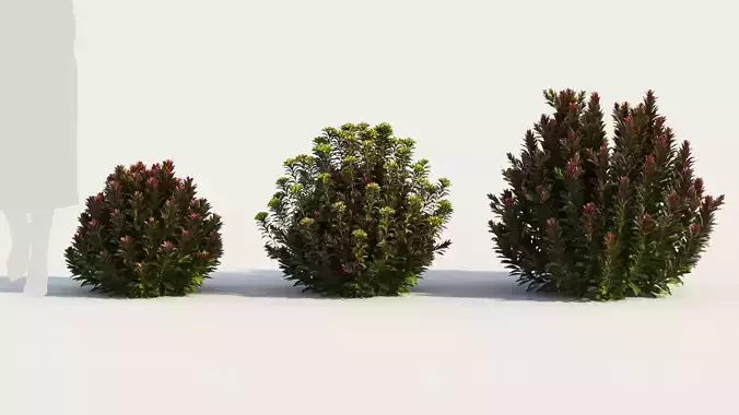 Euphorbia Blackbird a