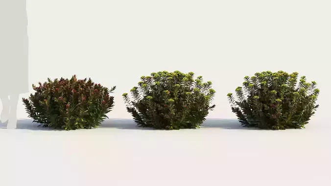 Euphorbia Blackbird b