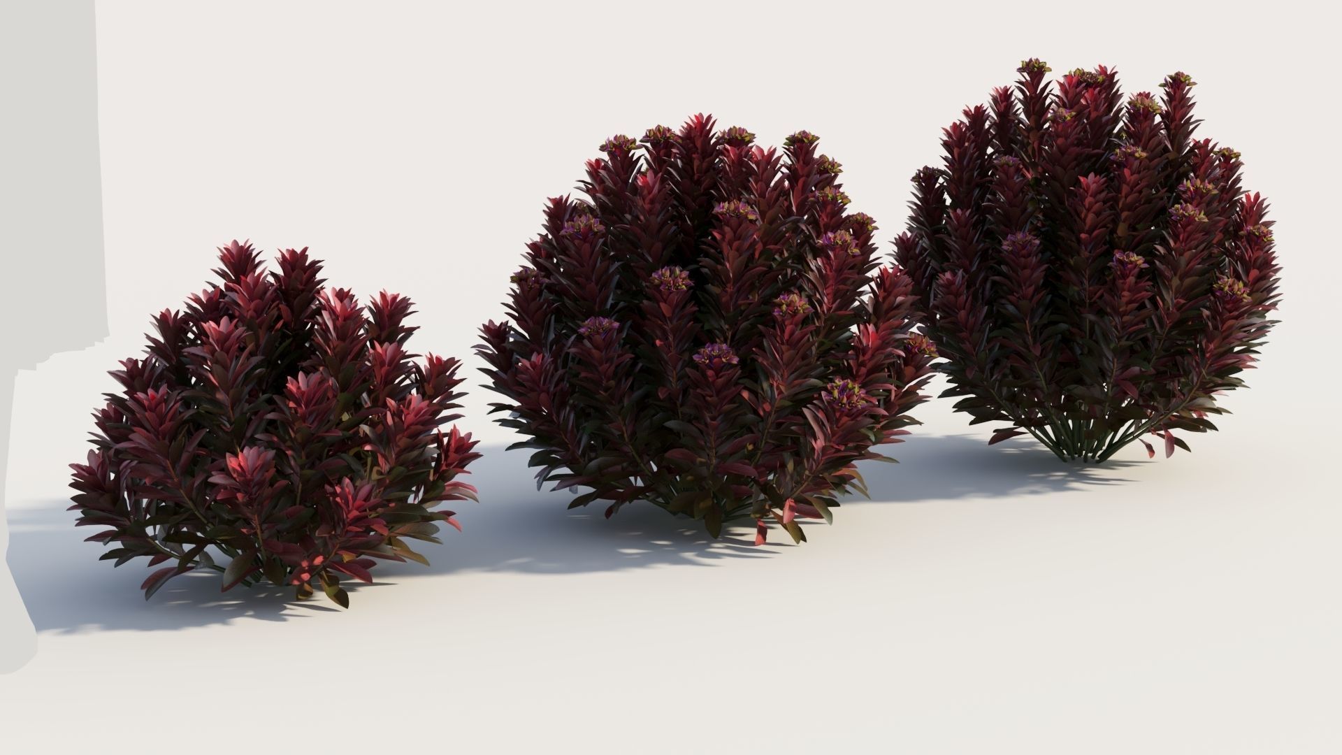Euphorbia Blackbird c 3D model_3
