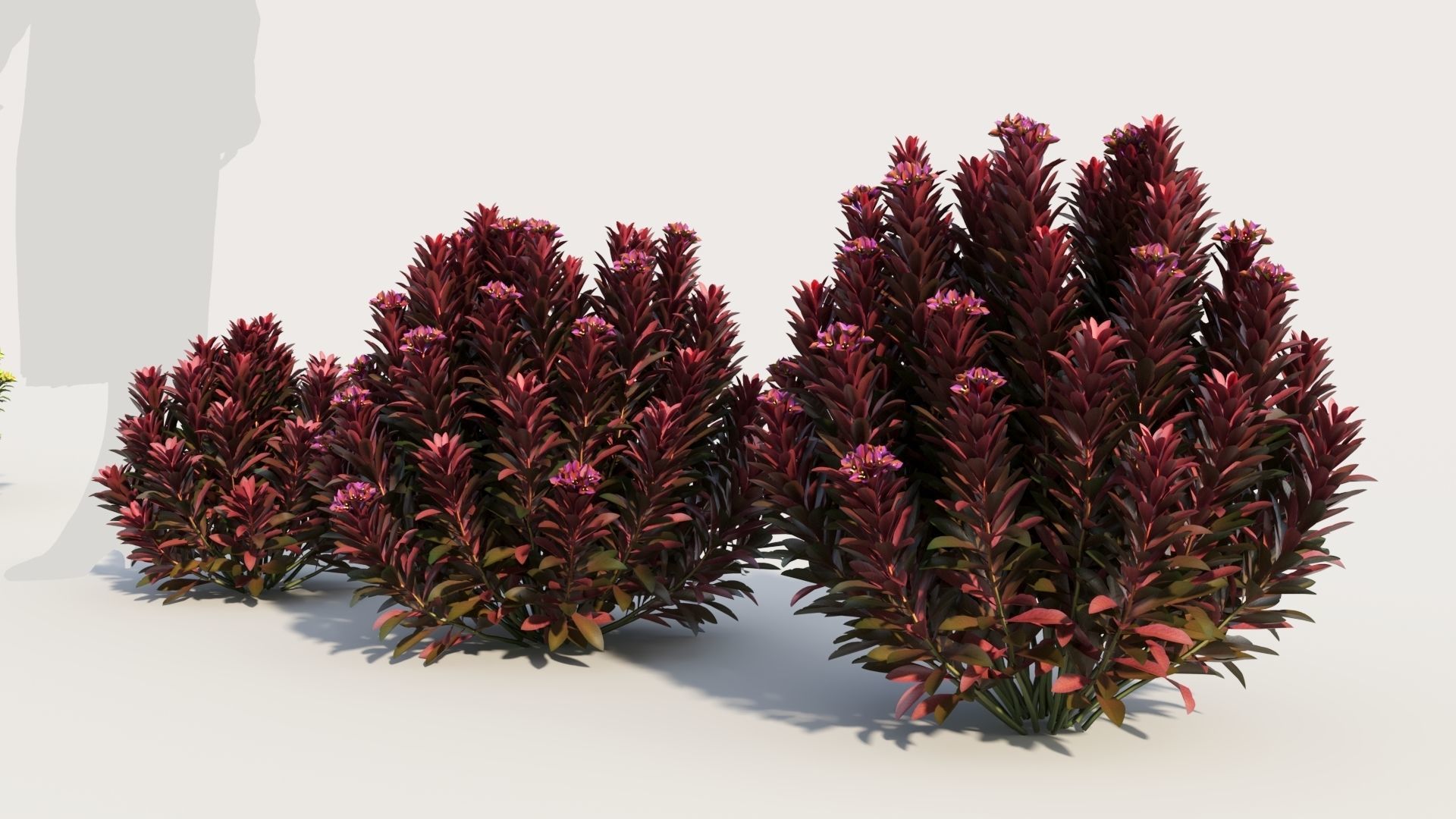Euphorbia Blackbird c 3D model_1