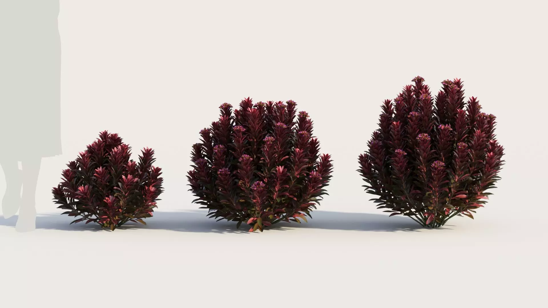 Euphorbia Blackbird c 3D model_0