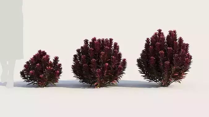 Euphorbia Blackbird c