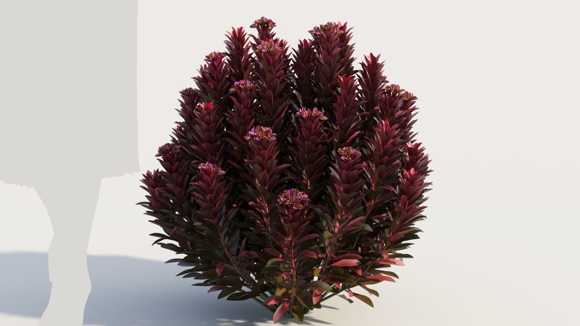 Euphorbia Blackbird c 3D model_7