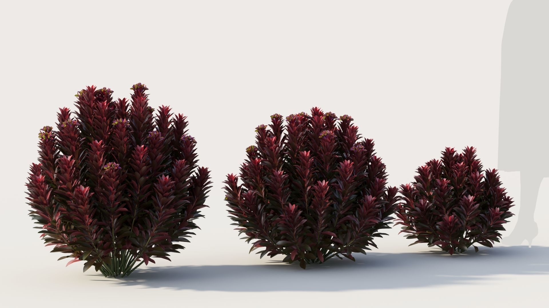 Euphorbia Blackbird c 3D model_4