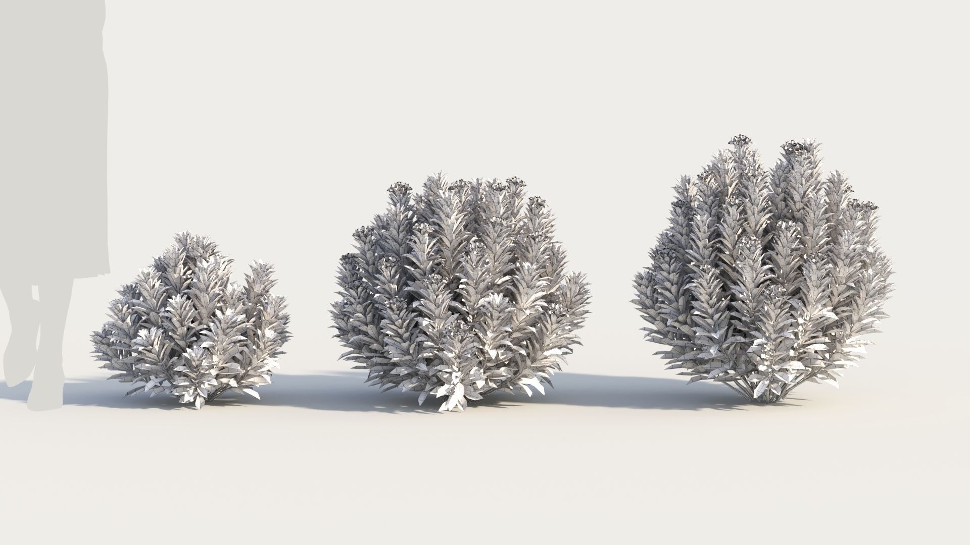 Euphorbia Blackbird c 3D model_8