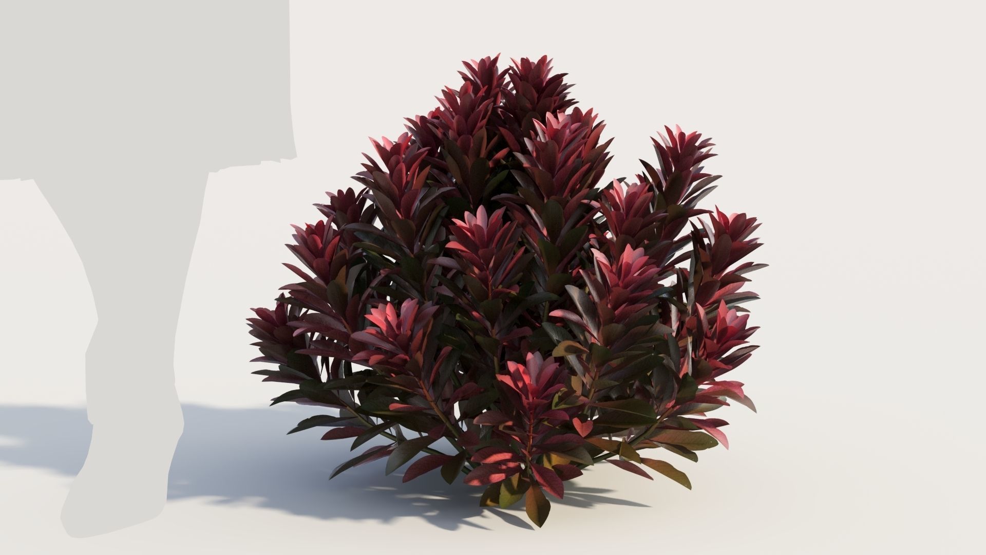 Euphorbia Blackbird c 3D model_5