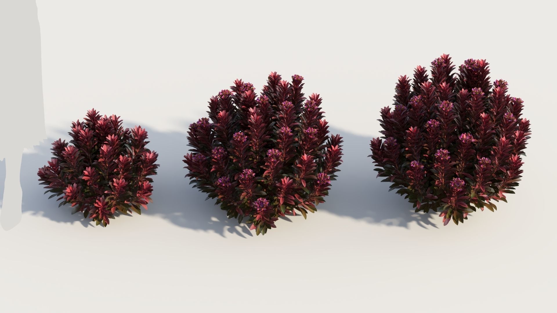 Euphorbia Blackbird c 3D model_2