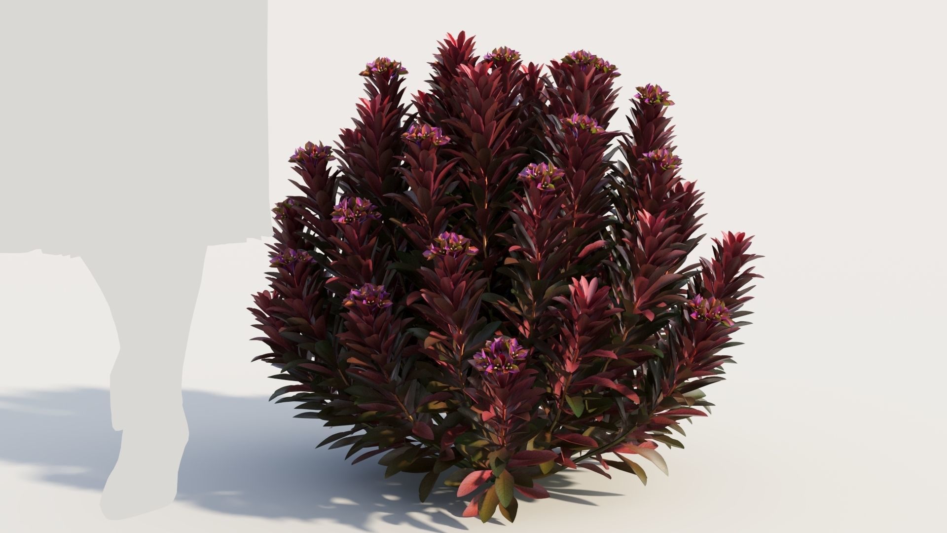 Euphorbia Blackbird c 3D model_6