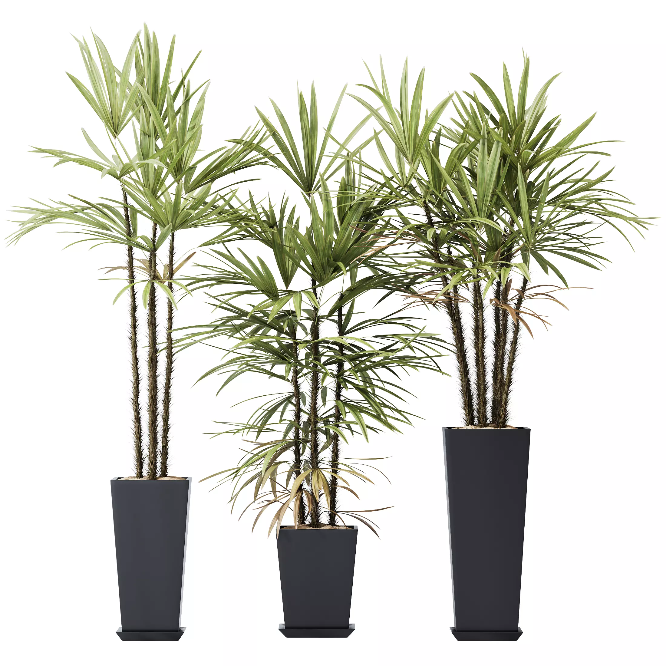 HQ Plants Rhapis Excelsa Lady Palm Hydro Care Set05 3D model_0