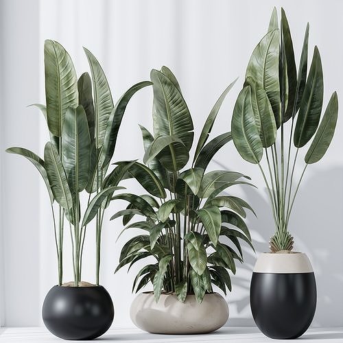 HQ Plants Bird Of ParadiseBird Vase Set06 3D model
