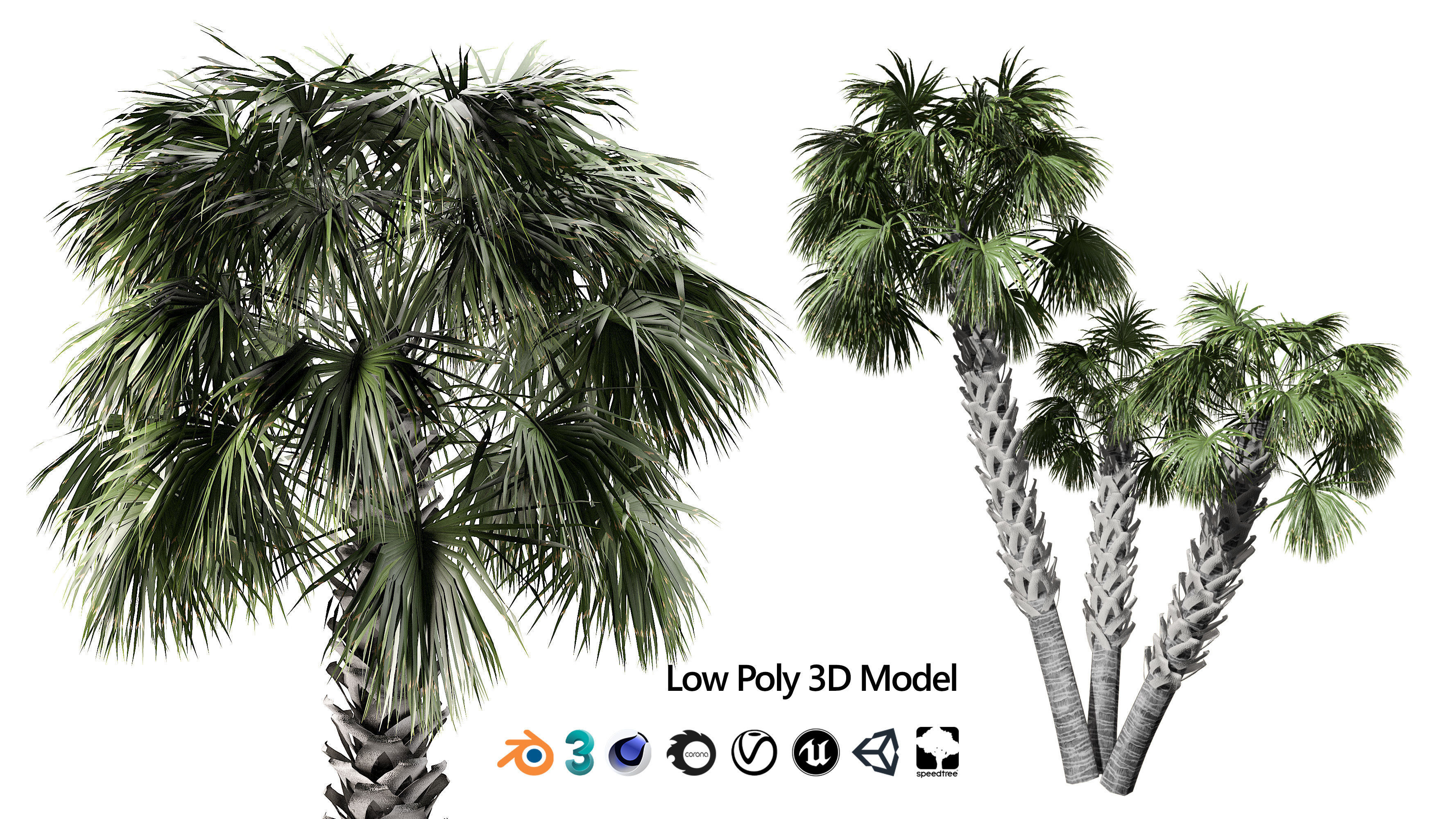 Cabbage Palmetto 3D Models Low-poly 3D model_2