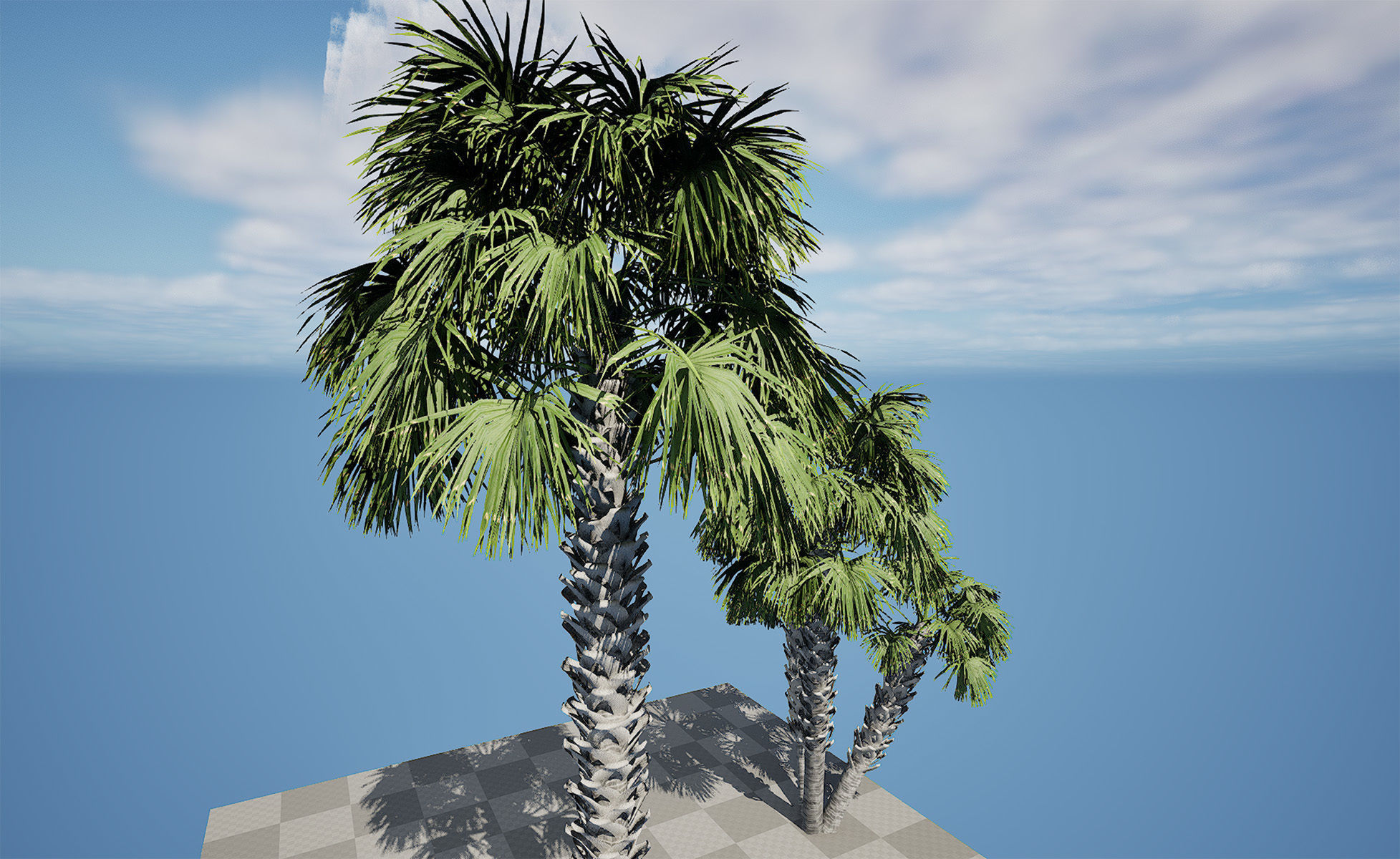 Cabbage Palmetto 3D Models Low-poly 3D model_8