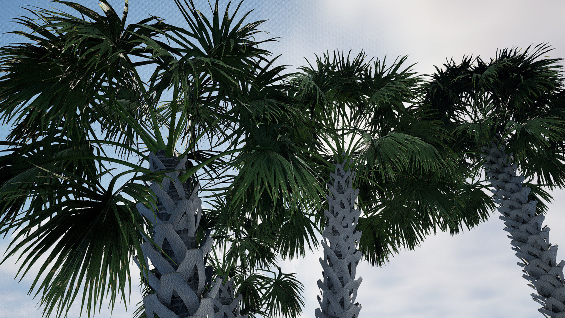 Cabbage Palmetto 3D Models Low-poly 3D model_9