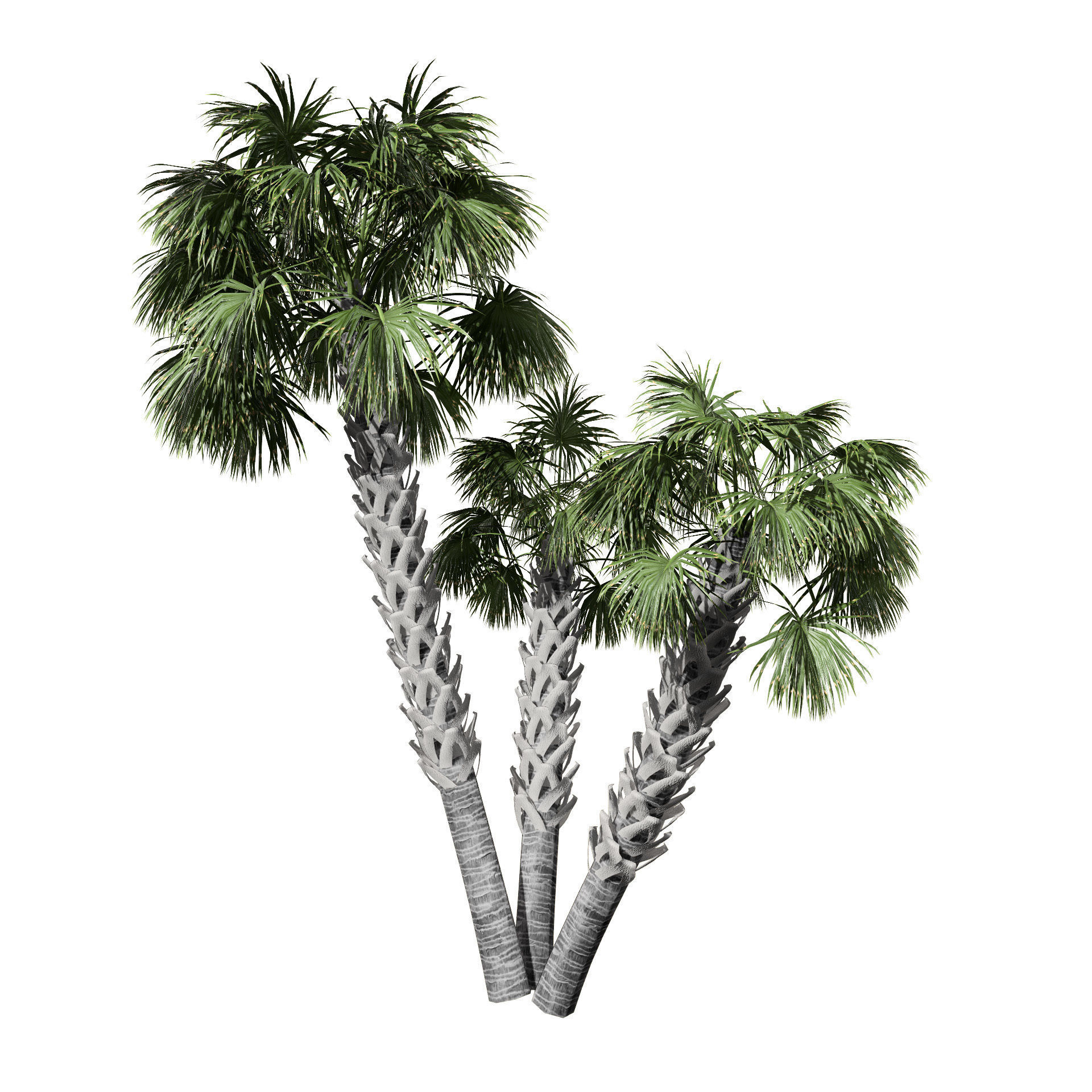 Cabbage Palmetto 3D Models Low-poly 3D model_4