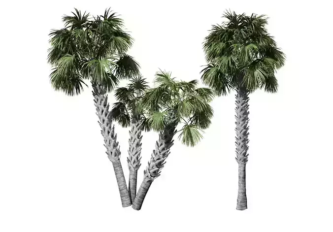 Cabbage Palmetto 3D Models Low-poly 3D model