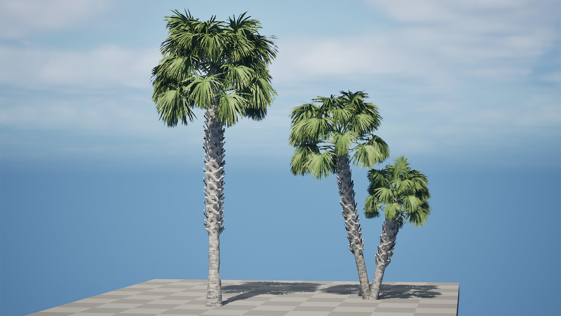 Cabbage Palmetto 3D Models Low-poly 3D model_10