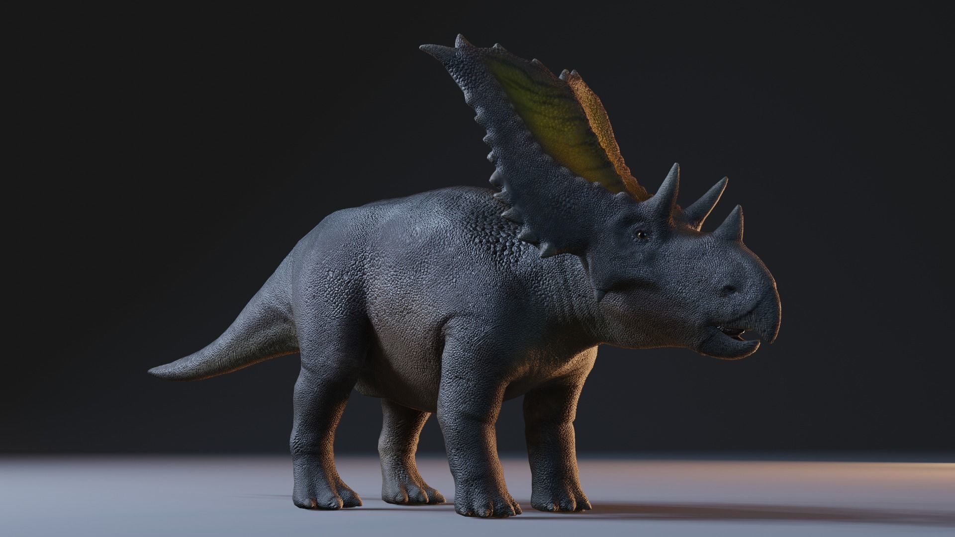Chasmosaurus 3D Model Low-poly 3D model_4