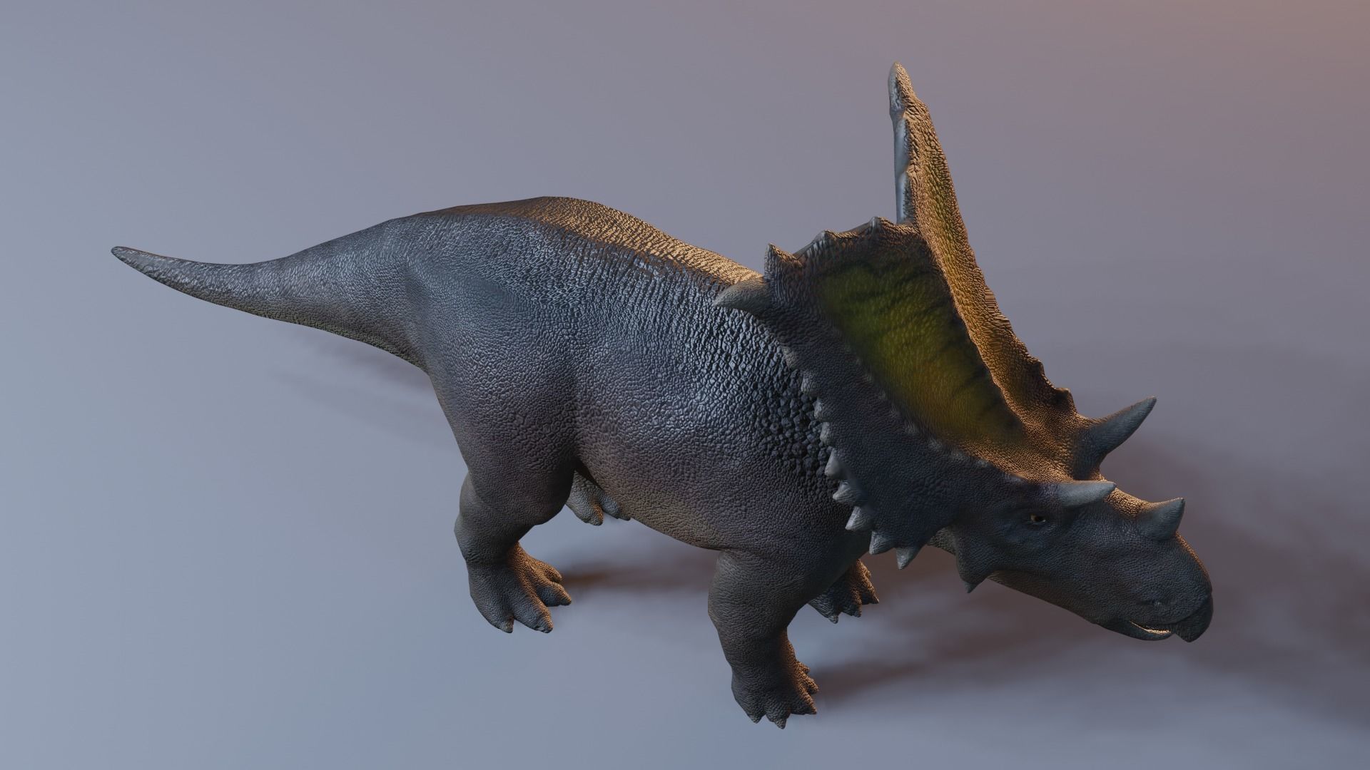 Chasmosaurus 3D Model Low-poly 3D model_5