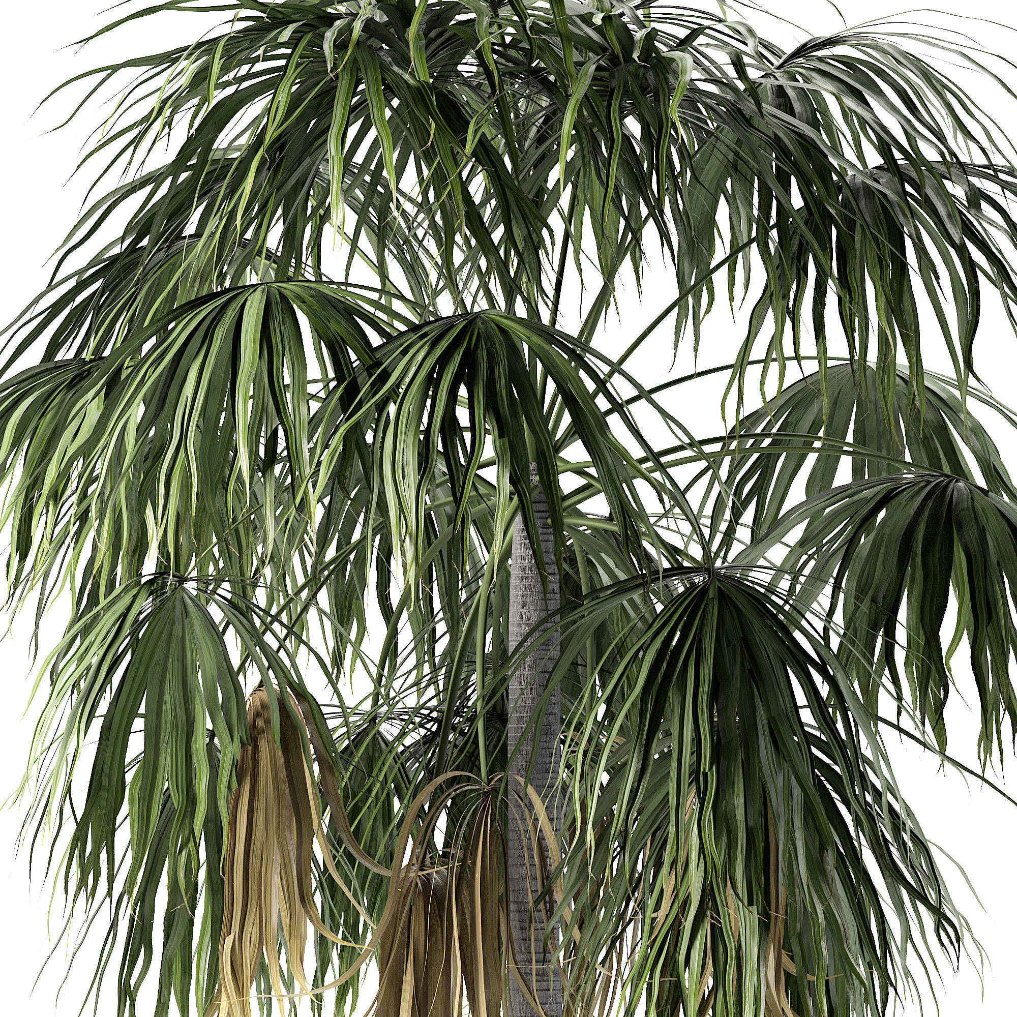 Sabal Palm  Low-poly 3D model_3