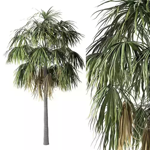 Sabal Palm 