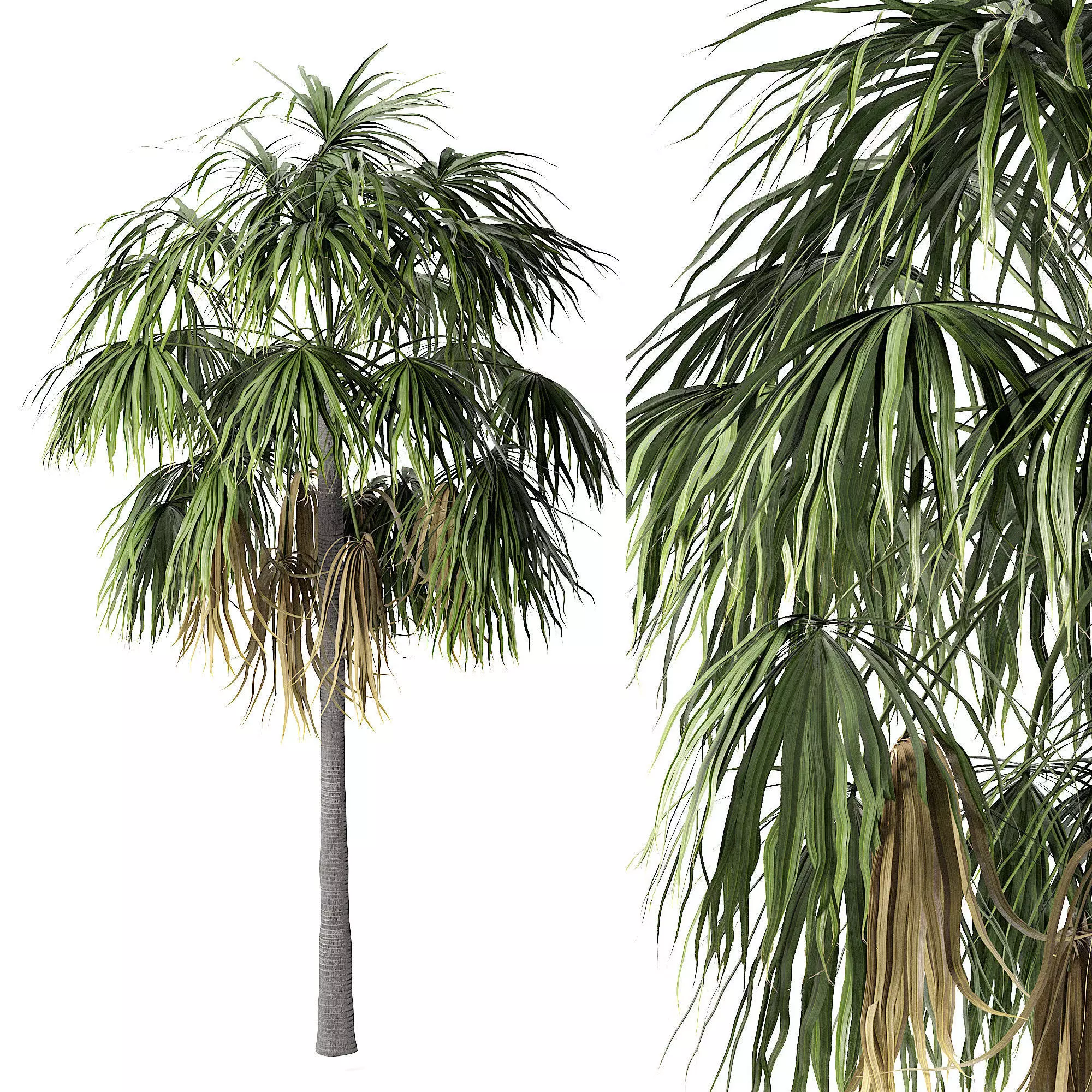 Sabal Palm  Low-poly 3D model_0