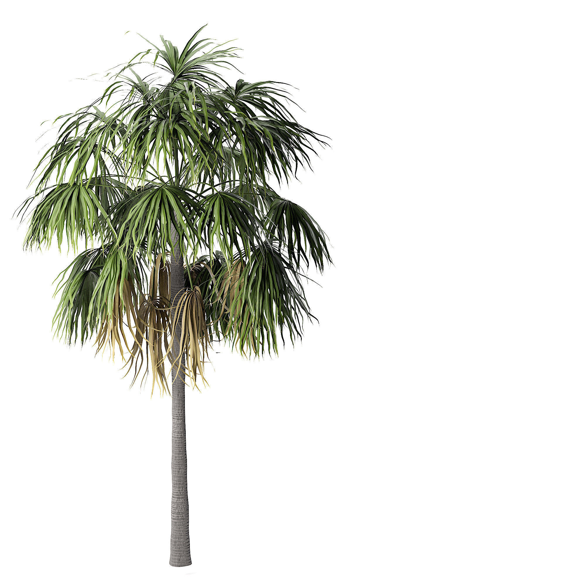 Sabal Palm  Low-poly 3D model_1
