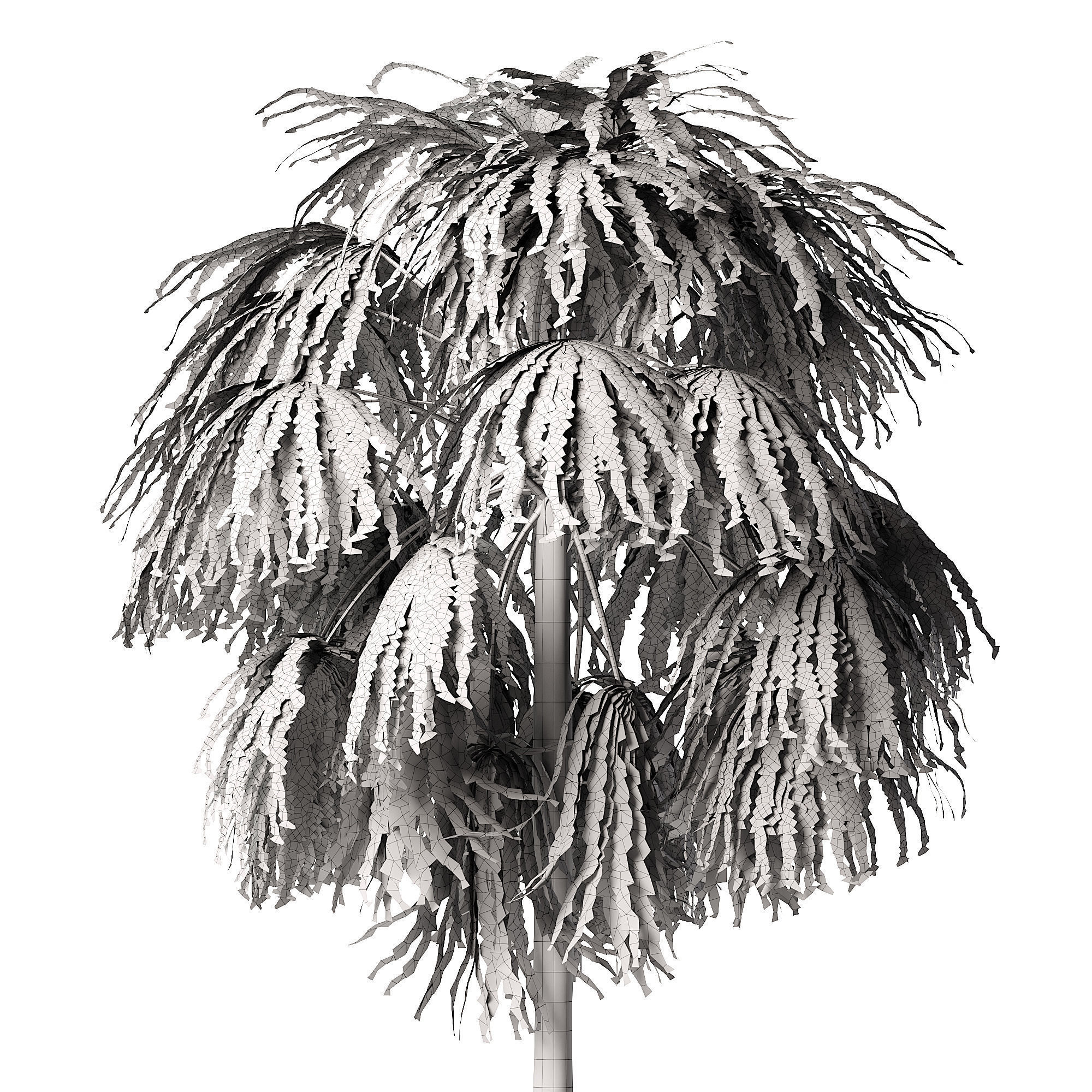 Sabal Palm  Low-poly 3D model_4